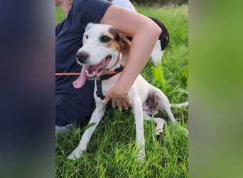 Brenda – zarte Segugio-Hündin sucht ein liebevolles Zuhause