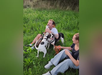 Brenda – zarte Segugio-Hündin sucht ein liebevolles Zuhause