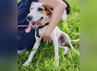 Brenda – zarte Segugio-Hündin sucht ein liebevolles Zuhause