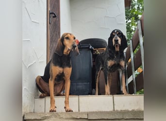 Rocco  - dringend - ein Überlebenskünstler sucht ein neues Zuhause