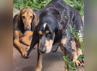 Rocco  - dringend - ein Überlebenskünstler sucht ein neues Zuhause