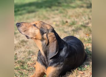 Rocco  - dringend - ein Überlebenskünstler sucht ein neues Zuhause