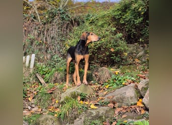 Rocco  - dringend - ein Überlebenskünstler sucht ein neues Zuhause