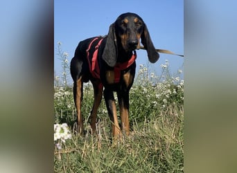 Baro - Der Alleskönner