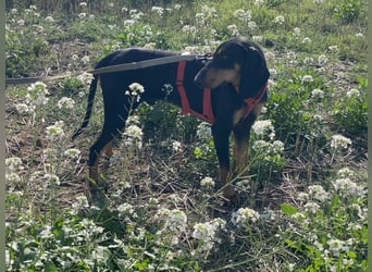 Baro - Der Alleskönner