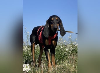 Baro - Der Alleskönner