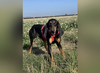 Baro - Der Alleskönner