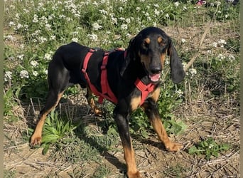 Baro - Der Alleskönner