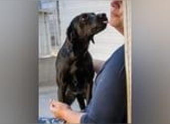 Sugar- bald auf Pflegestelle