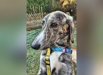 Perla sucht eine Familie