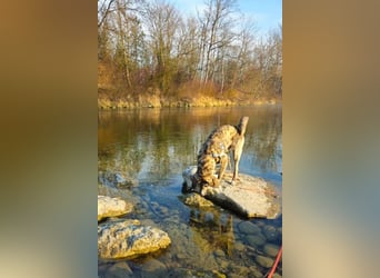 Perla sucht eine Familie