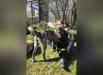 Perla sucht eine Familie