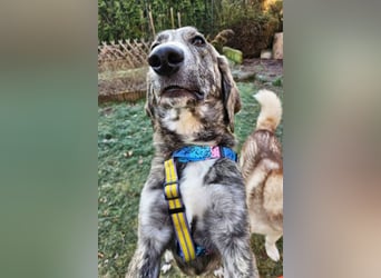 Perla sucht eine Familie