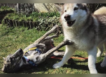 Perla sucht eine Familie