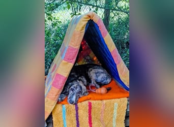 Perla sucht eine Familie