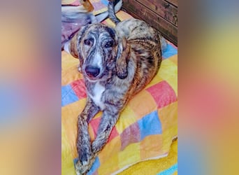 Perla sucht eine Familie