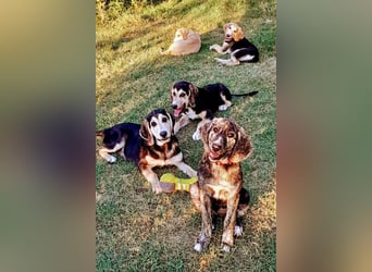 Perla sucht eine Familie