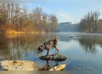 Perla sucht eine Familie