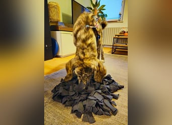 Perla sucht eine Familie