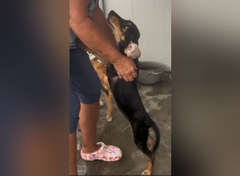 Ginevra: wer verliebt sich in die Schlappohr-Maus?