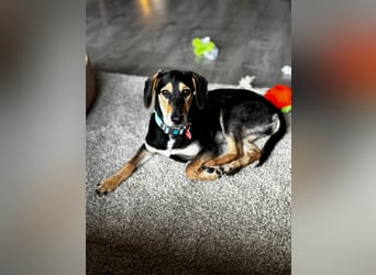 Ginevra: Ein Schatz wie aus dem Bilderbuch