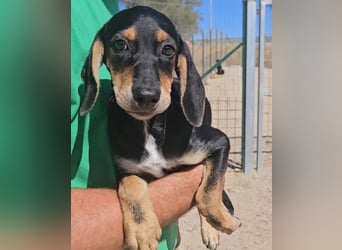 Ginevra: wer verliebt sich in die Schlappohr-Maus?