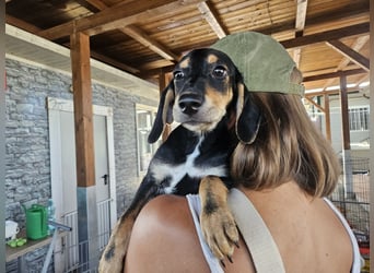 Ginevra: wer verliebt sich in die Schlappohr-Maus?