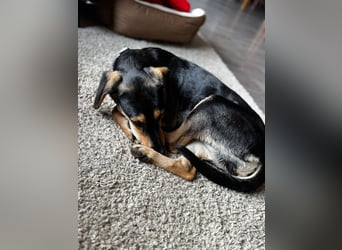 Ginevra: Ein Schatz wie aus dem Bilderbuch