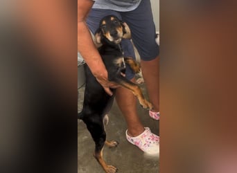 Ginevra: wer verliebt sich in die Schlappohr-Maus?