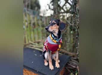 Ginevra: Ein Schatz wie aus dem Bilderbuch