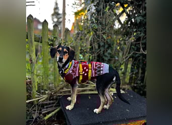 Ginevra: Ein Schatz wie aus dem Bilderbuch