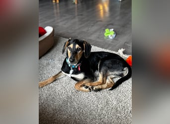 Ginevra: Ein Schatz wie aus dem Bilderbuch