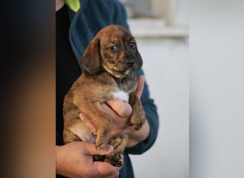 Dalton - Eine Mama, zehn Welpen und der Wunsch nach einem Zuhause