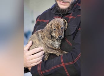 Daisy - Eine Mama, zehn Welpen und der Wunsch nach einem Zuhause