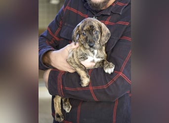 Daiki - Eine Mama, zehn Welpen und der Wunsch nach einem Zuhause