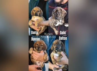 Pflegestellen gesucht