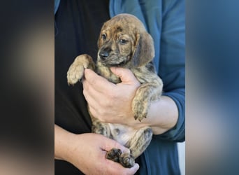 Duncan - Eine Mama, zehn Welpen und der Wunsch nach einem Zuhause