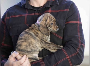 Daisy - Eine Mama, zehn Welpen und der Wunsch nach einem Zuhause