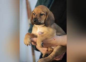 Dante - Eine Mama, zehn Welpen und der Wunsch nach einem Zuhause