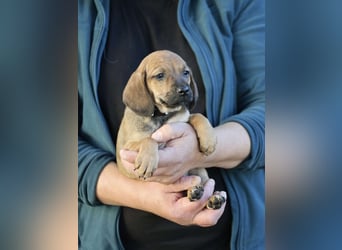 Dorali - Eine Mama, zehn Welpen und der Wunsch nach einem Zuhause