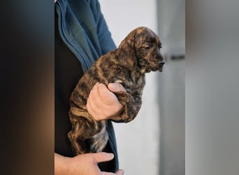 Delphina - Eine Mama, zehn Welpen und der Wunsch nach einem Zuhause