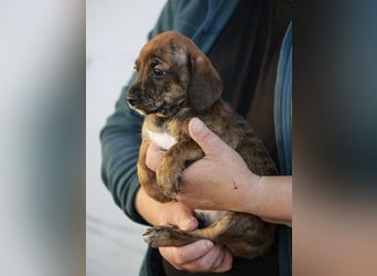 Dalton - Eine Mama, zehn Welpen und der Wunsch nach einem Zuhause
