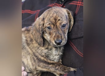 Daisy - Eine Mama, zehn Welpen und der Wunsch nach einem Zuhause