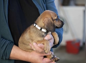 Dorali - Eine Mama, zehn Welpen und der Wunsch nach einem Zuhause