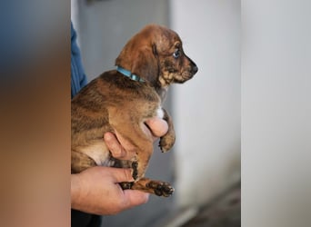 Dalton - Eine Mama, zehn Welpen und der Wunsch nach einem Zuhause