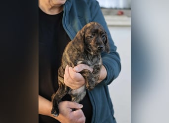 Delphina - Eine Mama, zehn Welpen und der Wunsch nach einem Zuhause