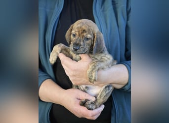 Duncan - Eine Mama, zehn Welpen und der Wunsch nach einem Zuhause