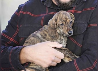 Daisy - Eine Mama, zehn Welpen und der Wunsch nach einem Zuhause