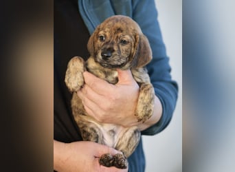 Duncan - Eine Mama, zehn Welpen und der Wunsch nach einem Zuhause