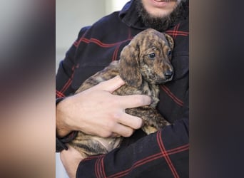 Daisy - Eine Mama, zehn Welpen und der Wunsch nach einem Zuhause